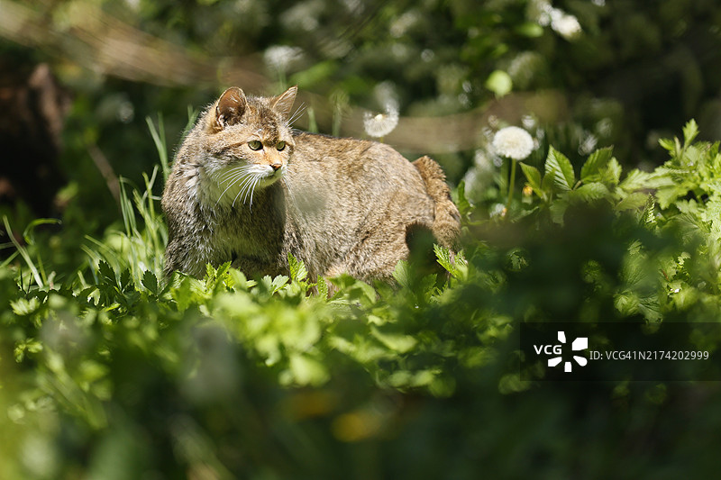 欧洲野猫在灌木丛中奔跑图片素材