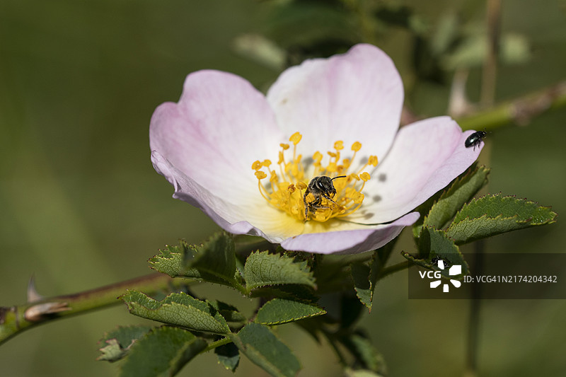 瑞士巴塞尔乡村半边玫瑰（Rosa）上咬花药取花粉的蜜蜂(Halictus)图片素材