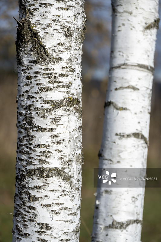 白桦树干图片素材
