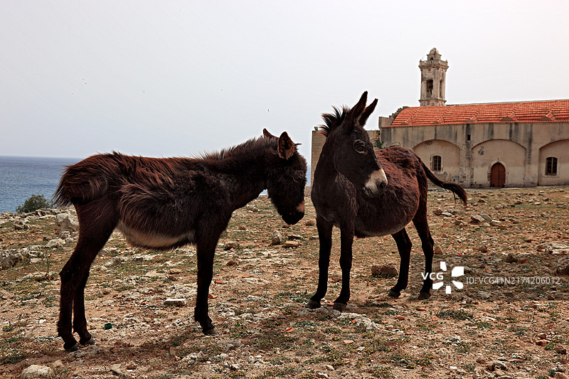 北塞浦路斯卡帕斯半岛的圣安德烈修道院，朝圣地，驴图片素材