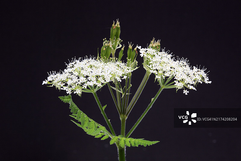 花与甜没药的叶子（香料植物）（治疗咳嗽和胃虚弱的药用植物）图片素材