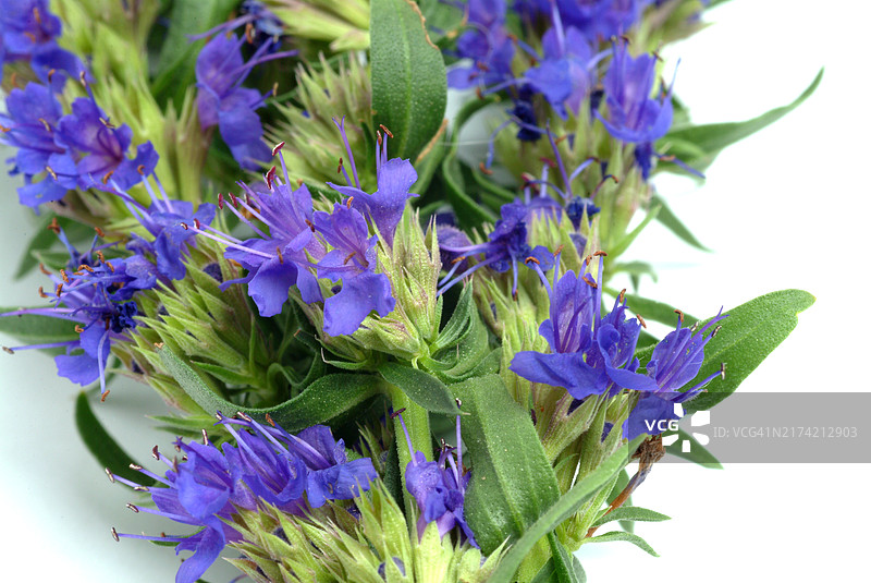 药用植物牛膝草花图片素材