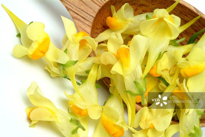 普通亚麻荠，药用植物图片素材