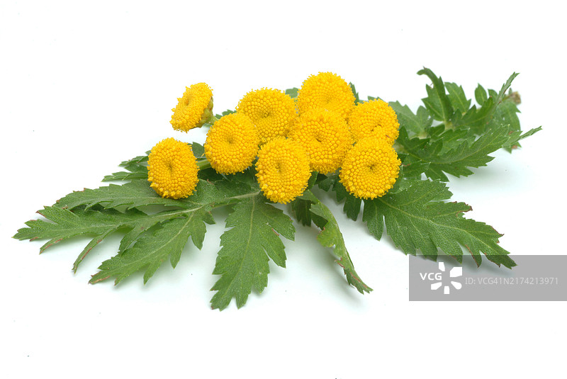 药用植物：艾菊图片素材