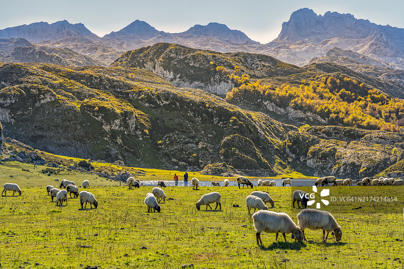 西班牙洛斯皮科斯国家公园的羊群图片素材