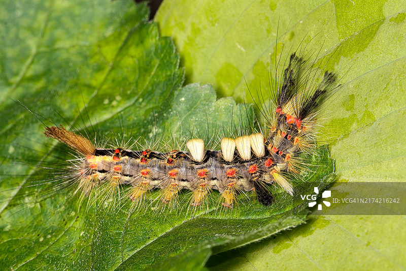 叶子上的昆虫特写图片素材