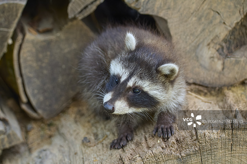 木堆上的小浣熊图片素材