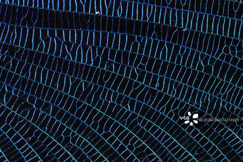 美丽豆娘（Calopteryx virgo）的翅膀纹理细节，极端微距，蓝色结构和图案，德国巴伐利亚图片素材