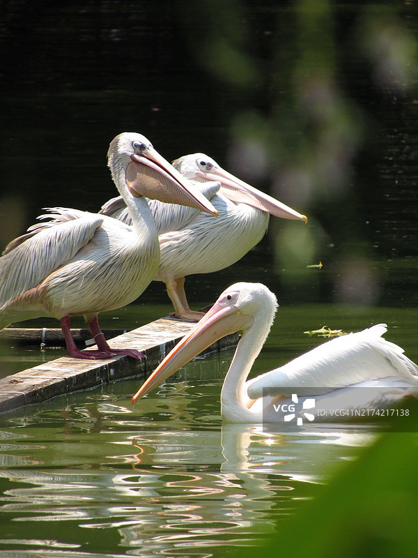 中国米科诺斯岛的美国白鹈鹕图片素材