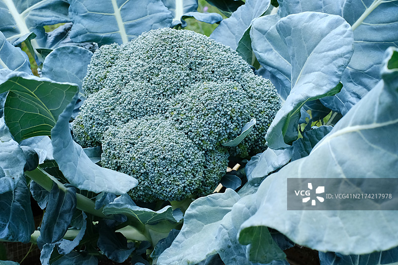 菜园种植西兰花蔬菜图片素材