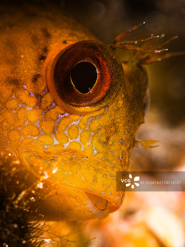 地中海岩石上的环颈鳚侧视图图片素材