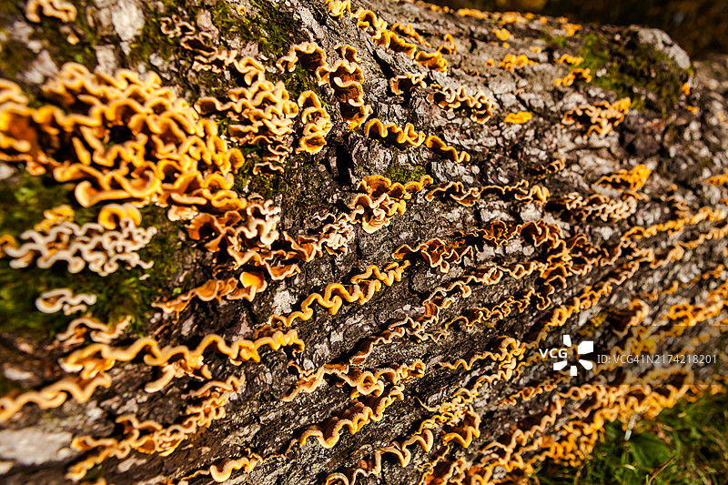 树干上生长的真菌特写图片素材