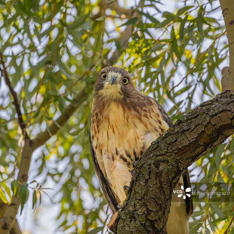 栖息在树上的猫头鹰图片素材