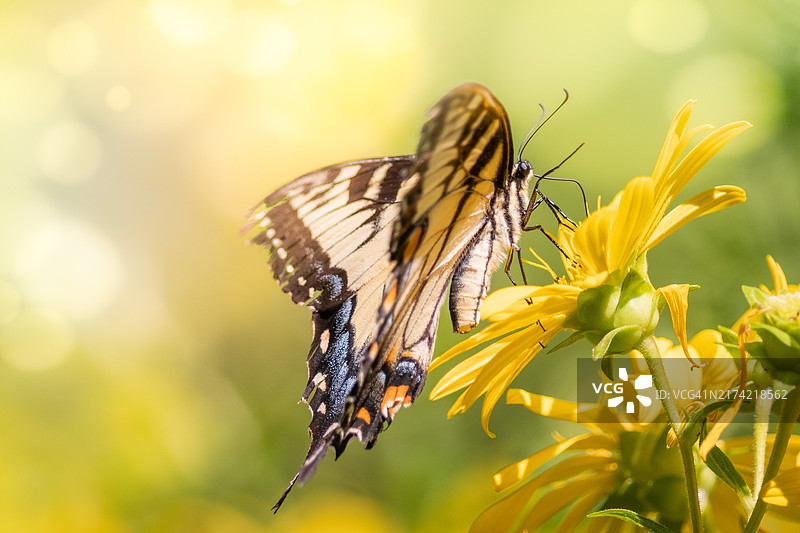 美国印第安纳州新卡莱尔，蝴蝶在花朵上授粉特写图片素材