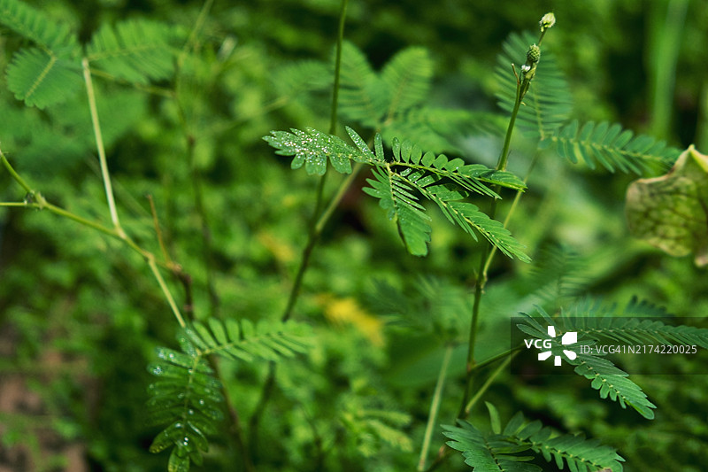 含羞草特写图片素材