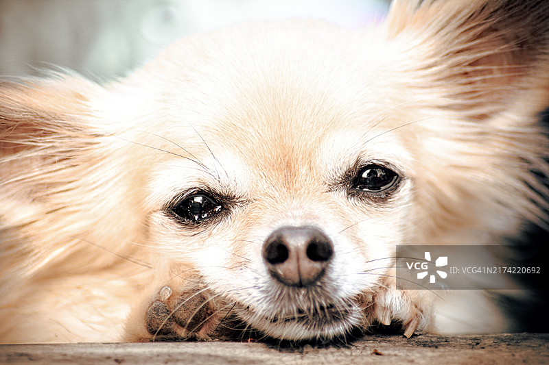 小狗特写图片素材