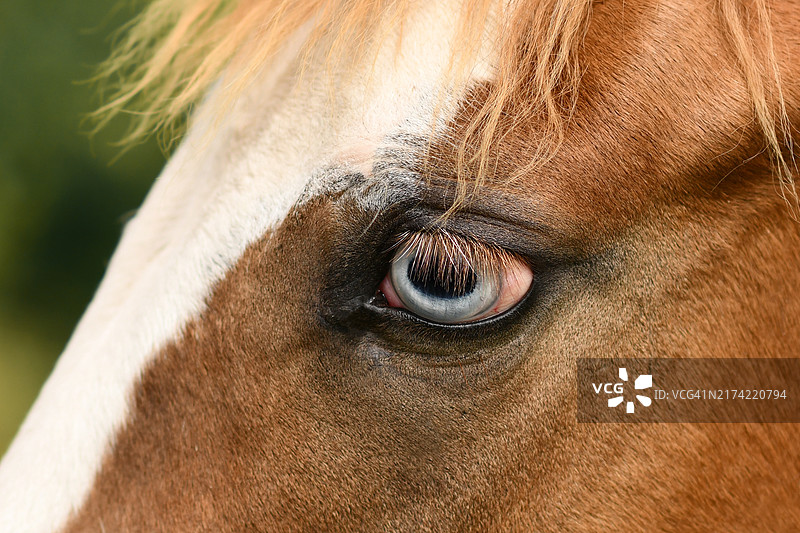 平托马浅蓝色眼睛特写，虹膜色素沉着受遗传突变影响，称为完全异色症图片素材