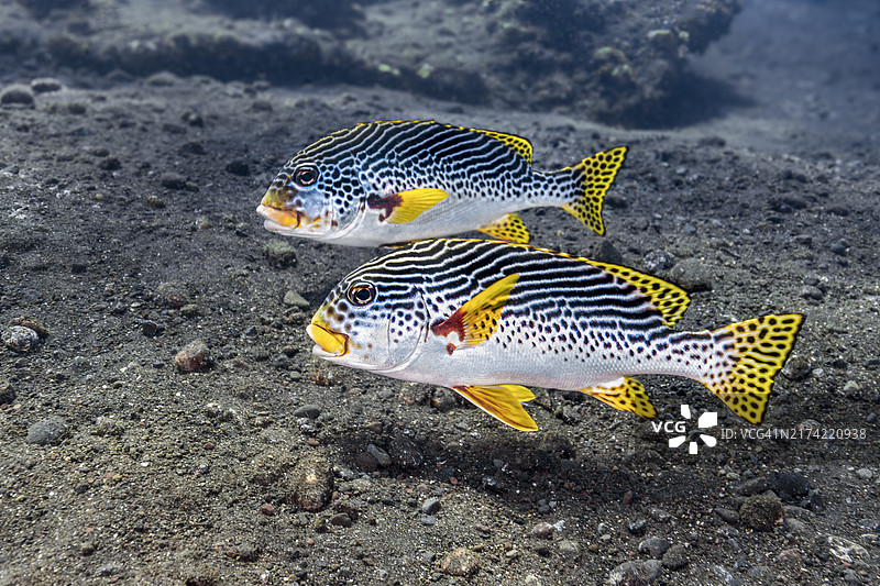 黄带石鲈图片素材