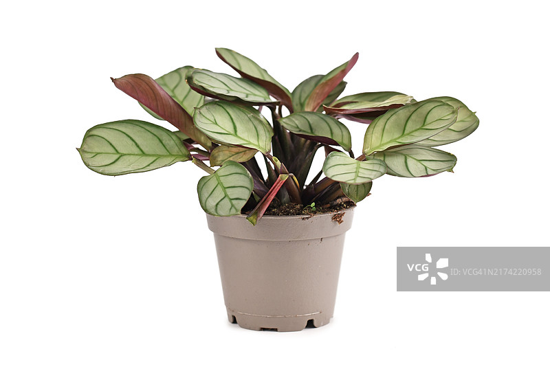 白色背景上脉纹深绿色的热带栉花肖竹芋小盆栽图片素材