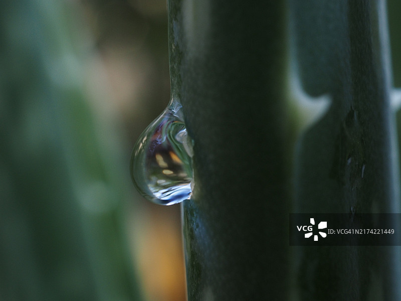 芦荟上的雨滴图片素材