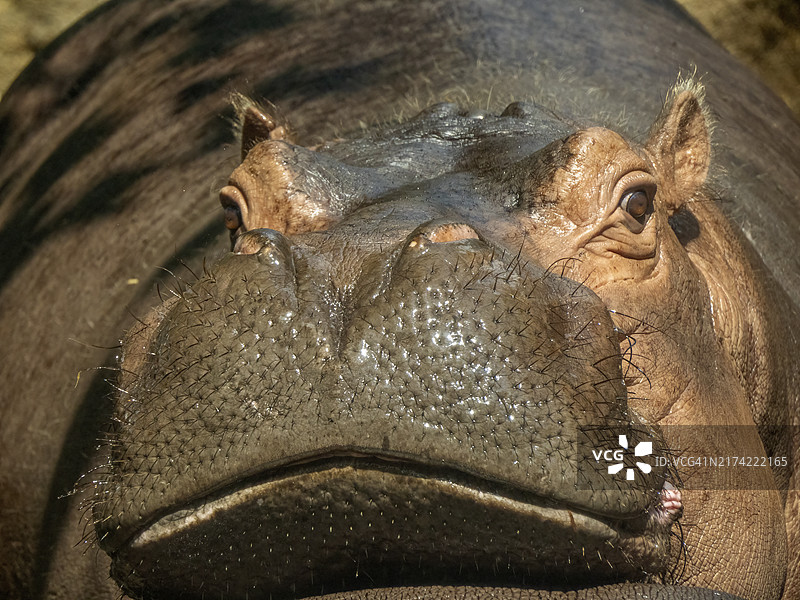 鳄鱼特写图片素材