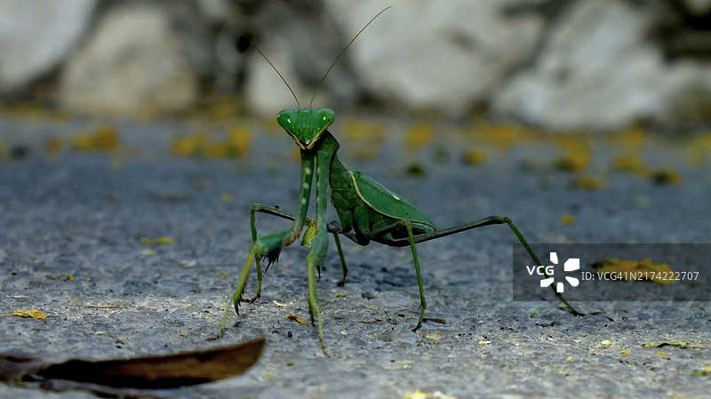 道路上的蚱蜢特写图片素材