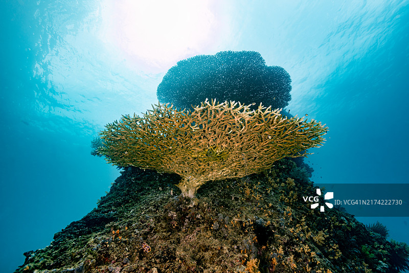 印度尼西亚特里顿湾鹿角板状珊瑚图片素材
