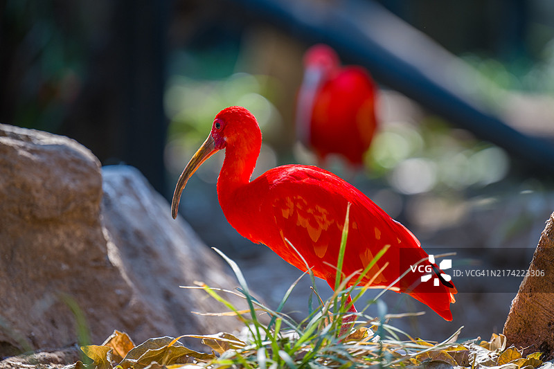 南非桑顿岩石上栖息的红色小鸟特写图片素材