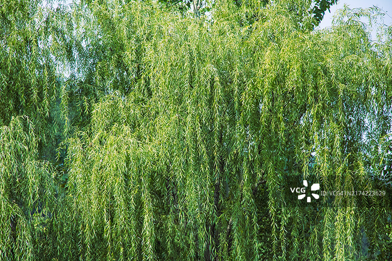 柳树全画幅照片图片素材