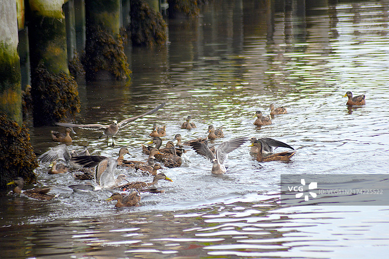 鲱鸥与美洲黑鸭图片素材