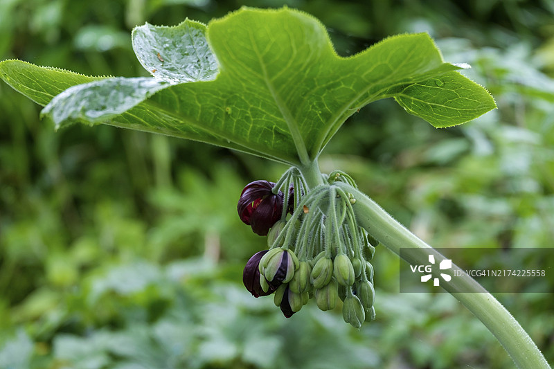 鬼臼，中国五月苹果，荷兰图片素材