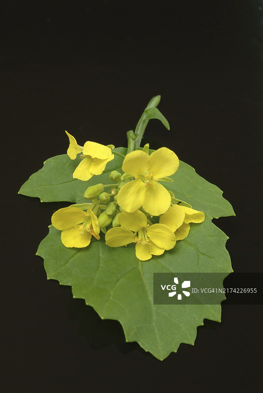 黑芥菜（Brassica nigra），十字花科芸苔属的植物，被广泛用作药用和有用的植物，或黑芥菜，是一种一年生植物，因其黑色或深棕色的种子而种植，这些种子通常图片素材