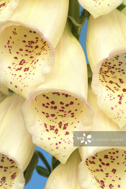 大花毛地黄，玄参科有毒植物，药用植物，不保证药用效果图片素材