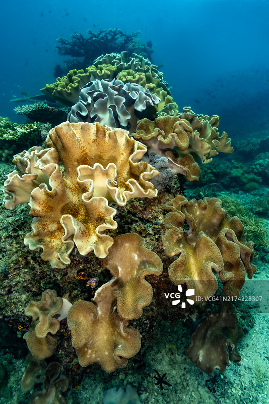 印度尼西亚特里同湾的象耳珊瑚聚集图片素材