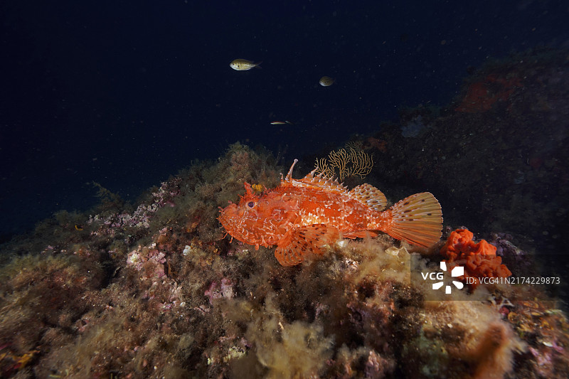 黑暗海洋岩石底部的红色蝎子鱼图片素材
