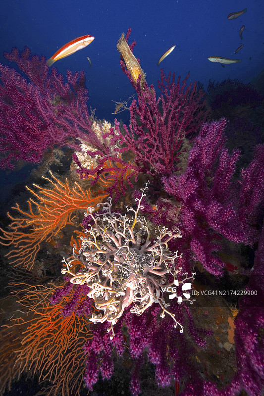 地中海的色彩：开放水螅的紫柳珊瑚，黄色海扇和地中海海蛇尾图片素材