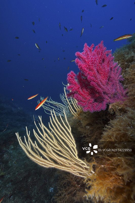 多彩珊瑚礁中的白色软珊瑚、紫柳珊瑚和鱼类，法国吉恩斯半岛图片素材