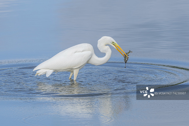 大型白鹭捕食鲈鱼（法国阿尔萨斯）图片素材