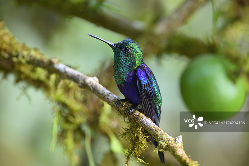 哥伦比亚林仙蜂鸟图片素材