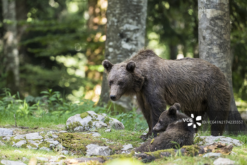 山毛榉林中带着幼崽的欧洲棕熊妈妈图片素材