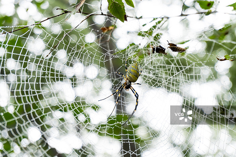 带有蜘蛛特写镜头的网。露珠。图片素材