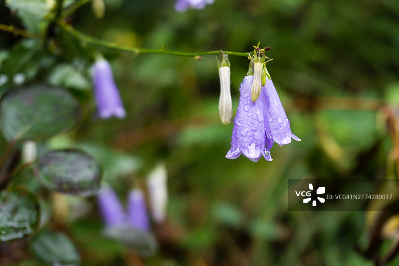 雨天的紫色花朵和雨滴自然景色图片素材