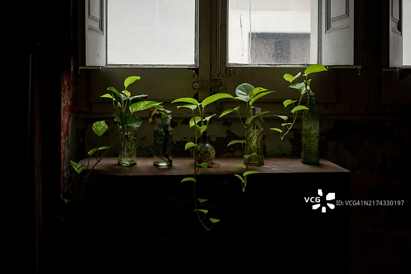 水中绿萝图片素材