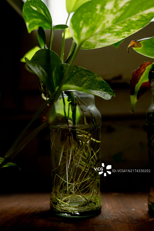 水中绿萝图片素材