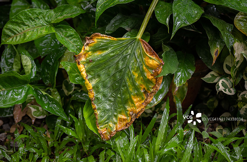 皱叶观音莲（迷你海芋）的黄叶问题：浇水过多等是常见原因图片素材