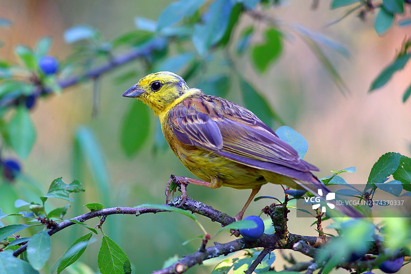 栖息在树枝上的黄雀图片素材