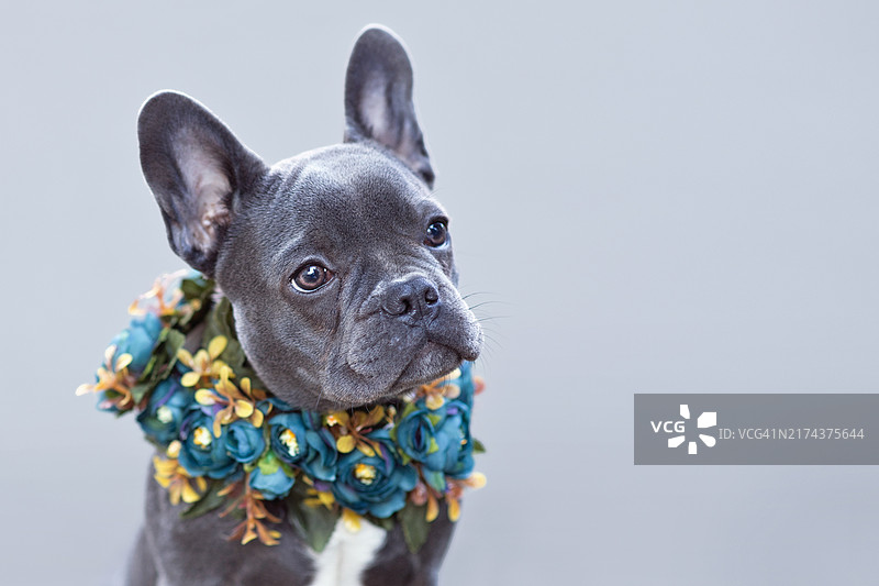 年轻的蓝色法国斗牛犬，戴着花环，灰色背景，留有文案空间图片素材