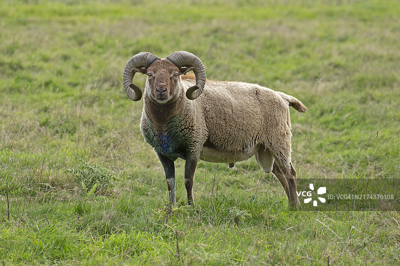 英格兰南唐斯路公羊图片素材
