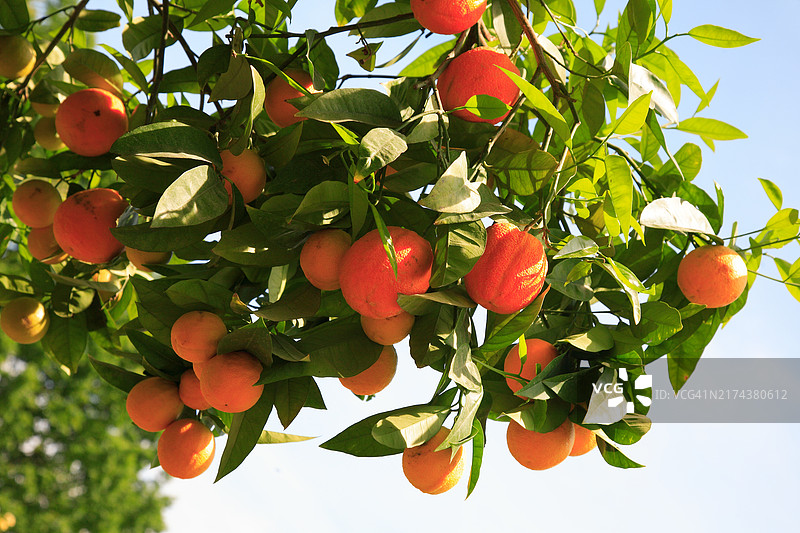 树上的成熟橙子图片素材