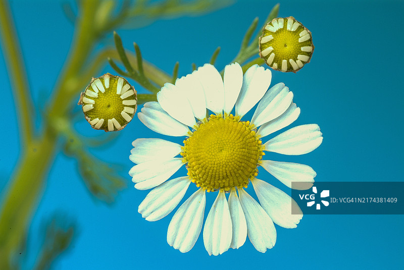 药用植物：母菊（Matricaria chamomilla），具有多种疗效图片素材